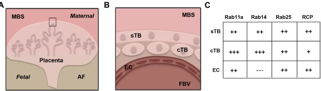 Fig 9. Summary of Rab11 family protein expression in human placenta. A. Diagram of human fetal placenta at the interface of the maternalsyncytiotrophoblast layer (sTB), the inner cytotrophoblast layer (cTB) juxtaposed with fetal blood vessels (FBV) lined b