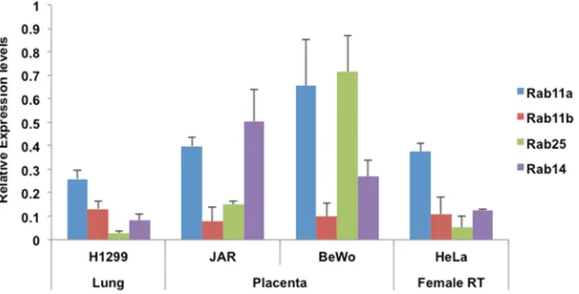 Fig 1. Survey of Rab11a, b, Rab 25 and Rab14 expression in human cell lines. The expression levels ofcell lines