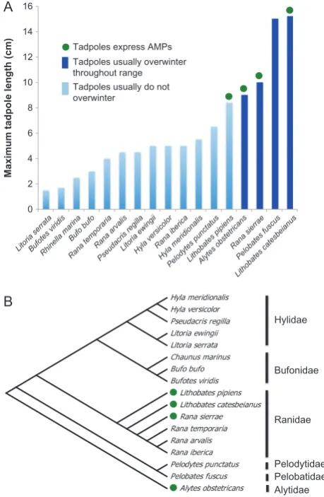 Figure 3: Species sampled and tadpole characteristics. (MEGA7 (data set consists of 439 aligned nucleotide positions