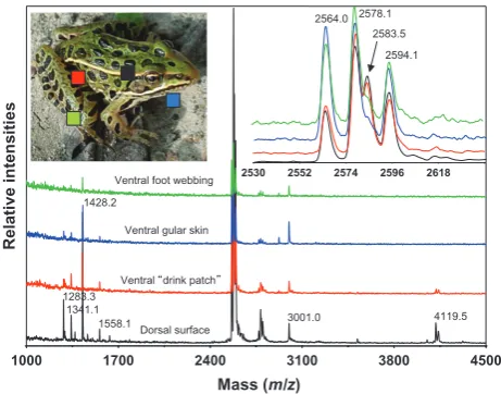 Figure 1: Peptide proﬁles from four skin surfaces of adult Lithobatespipiens upon induction of granular gland secretions