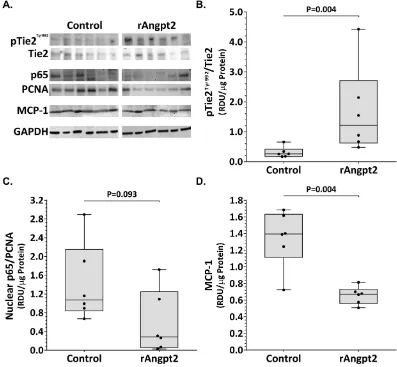 Figure 2. Effect of rAngpt2 on Tie2 phosphorylation and inflammation markers within the suprarenal aorta