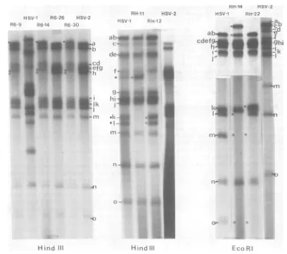 FIG. 2.dueareHindIIInotfragmentsHSV-2 Autoradiographs of 32P-labeled DNA of intertypic recombinants and their parents digested with and EcoRI
