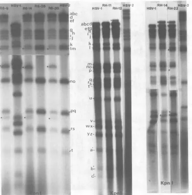 FIG. 4.KpnI.digested Autoradiographs of 32P-labeled DNA of intertypic recombinants and their parents digested with Shown are composites of different exposures of the same gels
