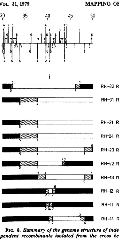 FIG. 8.details,tweenrestrictionpendent Summnary of the genome structure of inde- recombinants isolated from the cross be- intact HSV-1 (tsHpaa") DNA and unseparated fragments ofHSV-2 (ts'paar-2) DNA