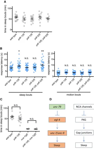 Figure 5 PDF signaling acts upstream or in parallelandblue light stimulation during sleep bouts (left panel)and motion bouts (right panel)