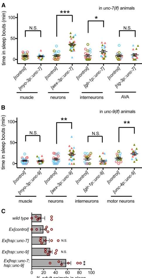 Figure 2 UNC-7 and UNC-9 is partially required in premotor interneu-Pwere pooled for each genotype