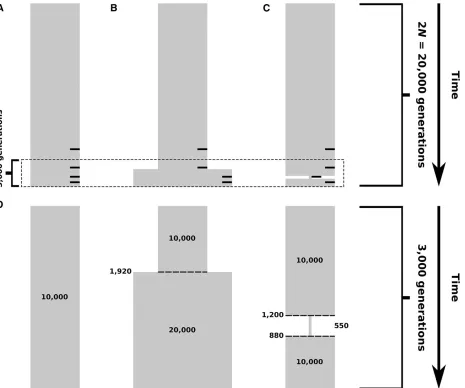 Figure 2 Simulated demographic models. Selection events, where applicable, occurred within 2theat 10on the right side of (Apopulation size is 10N generations of sampling, indicated by small black bars–C) corresponding to selection 4000, 2000, 1000, and 400