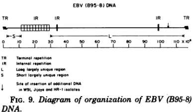 FIG.DNA.