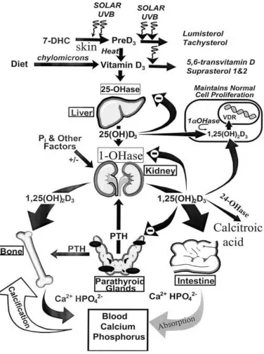 Figure 1: Production, metabolism,andregulation of vitamin D and calcium homeostasis 