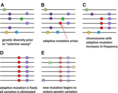 Figure 2 Schematic illustration of a selective sweep. Horizontal lines