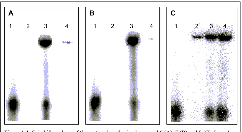 Figure 1.4. Gel shift analysis of the material synthesized in round 6 (A), 7 (B) and 8 (C)