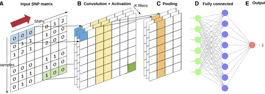 Figure 2 Representation of a Convolutional Neural Network. (a) The input layer consists of the SNP matrix