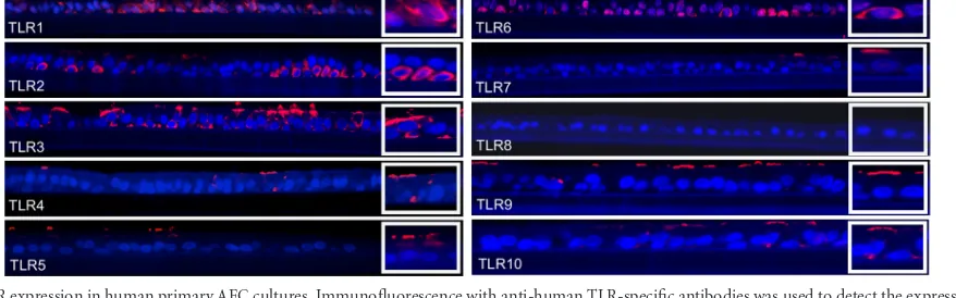 FIG 1 TLR expression in the airway epithelium of the human trachea. Immunoﬂuorescence with anti-human TLR-speciﬁc antibodies was used to detect theexpression and distribution of TLR1 to -10 in AECs in tissue sections of human tracheas