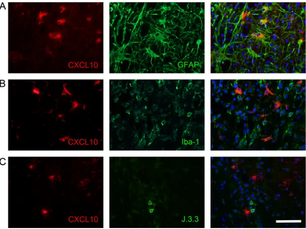 FIG 4 Astrocytes express CXCL10 during JHMV infection. Spinal cord sections from infected WT mice at day 7 p.i