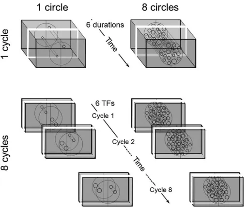 Figure 1. The four experimental conditions in the MainExperiments: One or eight circles (left and right figures,respectively) with diameters drawn from a log-normal distri-bution displayed simultaneously for one single temporal cycle ofone of six durations