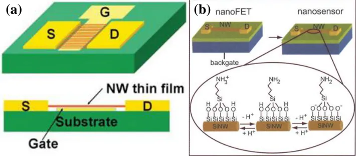 Figure 1-1 (a) Illustration of Si NW-based thin film transistor on a plastic substrate [35]