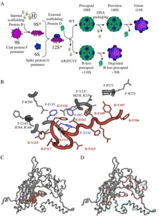 FIG 1 �X174 morphogenesis and the structures of the coat and scaffolding proteins. (A) Wild-type and l(B)D111Y assembly pathways