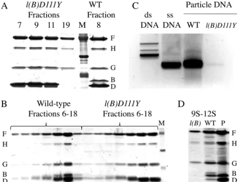 TABLE 2 Speciﬁc infectivities of mutant and wild-type particlesa