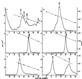 FIG. 5.infectedcentrifugedin(A).layeredradioactivityrefractive an CsCl gradient centrifugation ofpeak I from a Renografin gradient