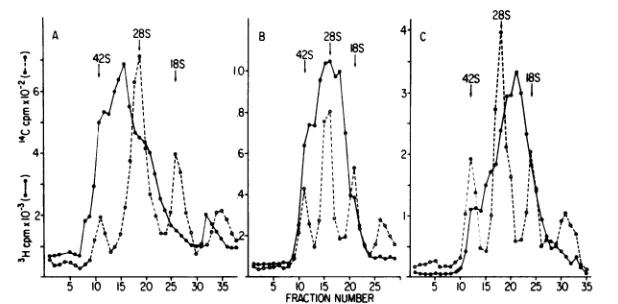 FIG. 6.28S,fractions,labeledinrpm these Size analysis of the pulse-labeled RNA contained in CsCl-banded replicative RNPs