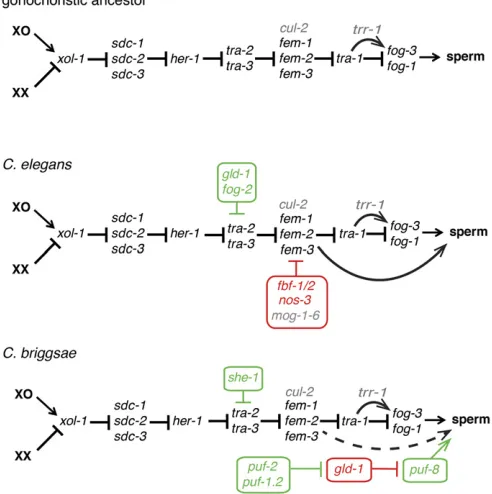 Figure 3 Convergent evolution of self-fertility via distinct changes alter-pattern (Hill and Haag 2009)