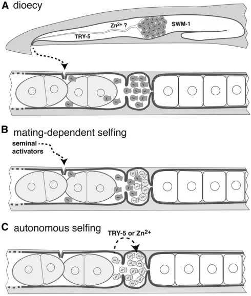 Figure 4 Scenario for the evolution of self-fertility inevolve the ability to activate self-spermatids autonomously, by increasingthe level of active TRY-5 protease (as inspe-8the gonochoristic/dioeciousgametes as inactive spermatids in the seminal vesicle