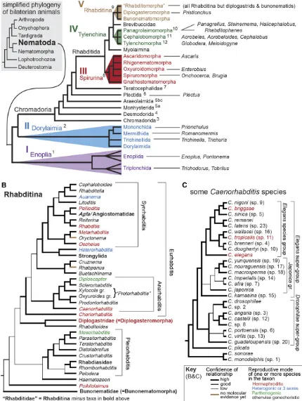 Figure 1 Phylogenies of phylum Nematoda, suborder Rhabditina, and genusdesignated in black superscripts to corresponding taxon names (Holterman Caenorhabditis, based on molecular data