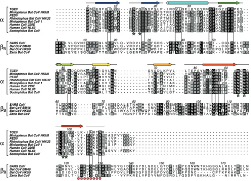FIG 2 Eight nsp1 sequences from �-CoV and four nsp1 sequences from �-CoVB were aligned separately