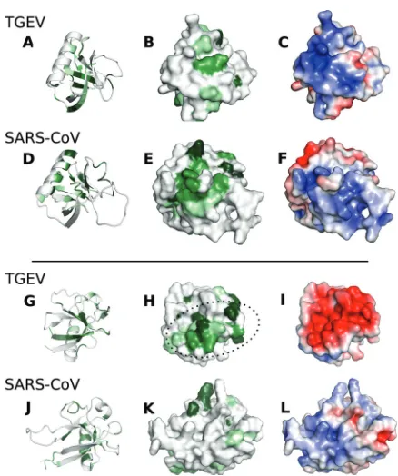 FIG 3 The surface of TGEV nsp1 displays two areas with high sequence conservation. Two loops make up the ﬁrst area (A), where Asp13, Gln15, Asn92, andAsn94 make up a conserved circle