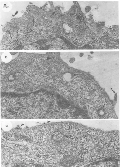 FIG. 8.containingofoflegendaindicatevesiclesThis small membrane two MVM uptake into A-9i cells