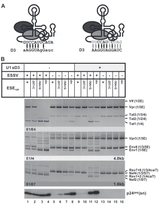 FIG 4 Coexpression of a modiﬁed U1 snRNP with full complementarity to 5base pairing interactions between 5=ss D3 induces HIV-1 exon 3 splicing and vpr mRNA expression