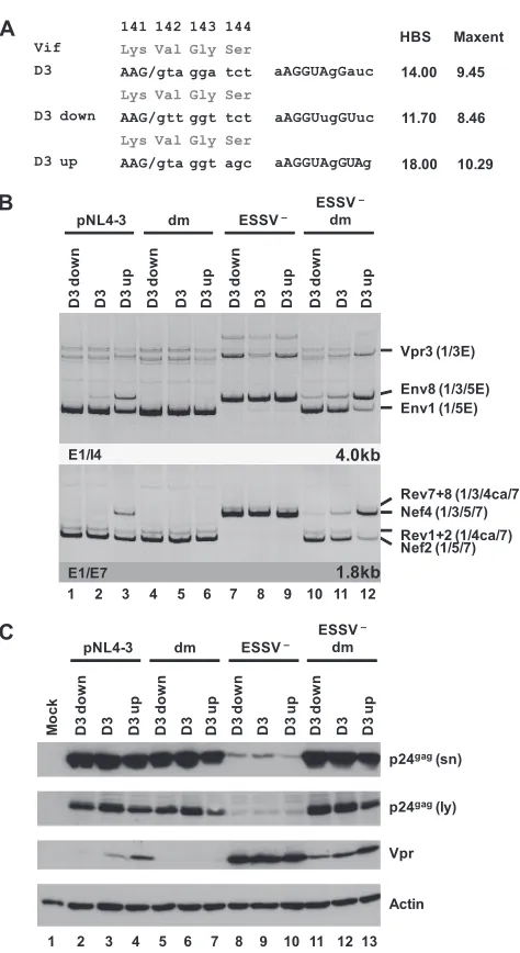 FIG 5 5from the cells, DNase I digested, and reverse transcribed. The resultant cDNAserved as the DNA template in semiquantitative PCRs using primer pairs E1/I4and E1/E7 to speciﬁcally detect viral 4.0- and 1.8-kb viral mRNAs, respectively.Proviral mutants