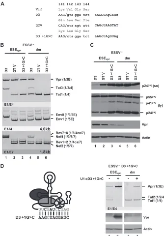 FIG 6 U1 snRNP binding to a splicing-incompetent 5perfectly matches the free 5at positionU1 snRNA are indicated by uppercase letters, and residues not complementary are in lowercase letters