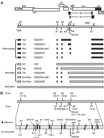FIG 1 Alternative splicing of the HIV-1 pre-mRNA. (A) Schematic of the HIV-1 genome. The ORFs are indicated by open boxes