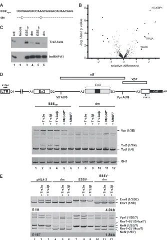 FIG 3 ESEprotein abundance as calculated by the SAM method, whereas themajorityofprobablyunspeciﬁcallybindingproteins(circles),someproteinspreferablyboundtothewild-typeESEprecipitated proteins were digested with trypsin and subjected to quantitative mass s