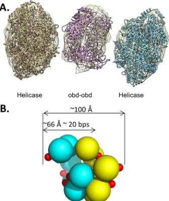FIG 9 T-ag hexamers cannot exist simultaneously on site I and the proximalside of site II