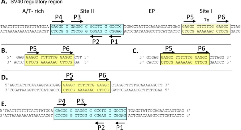 FIG 1 (A) DNA sequence of the core origin of replication and the site I regulatory region