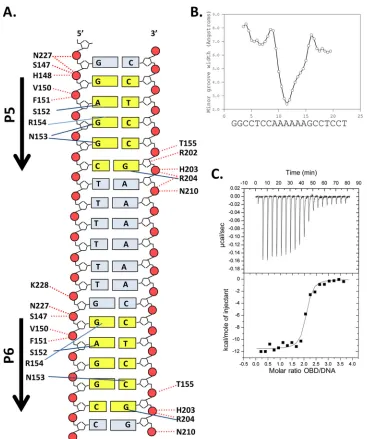 FIG 3 Set of interactions between the T-ag OBD and site I and related biophysical data
