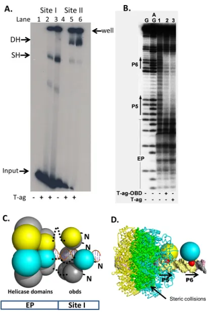 FIG 4 Full-length T-ag forms single hexamers on site I-containing DNA. (A)