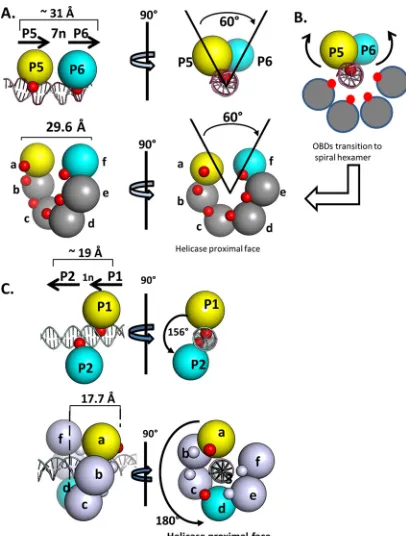 FIG 6 Simpliﬁed renderings of the OBD interactions with pairs of pen-tanucleotides. (A, top) Two views of the OBD interactions with site I