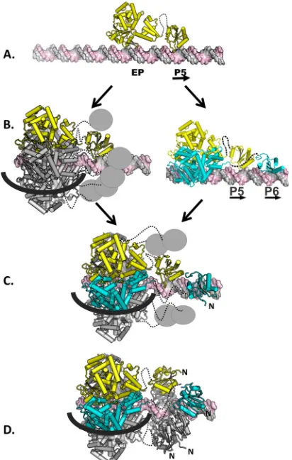 FIG 7 Model depicting hexamer-dependent OBD spiral formation on site I.