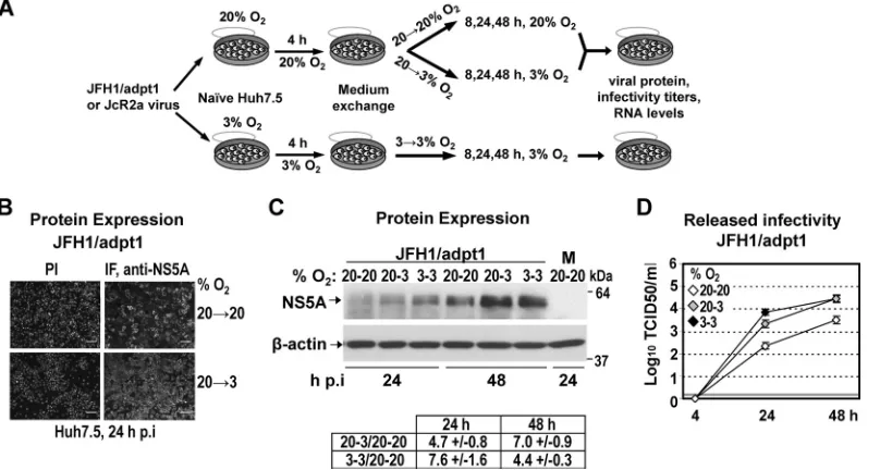 FIG 1 Schematic representation of HCV constructs used in this study. From top to bottom: JFH1 wild-type (wt) virus genome; JFH1/adpt1, cell culture-adaptedJFH1 genome containing virus titer-enhancing mutations (indicated with asterisks) (12); Jc1, chimeric