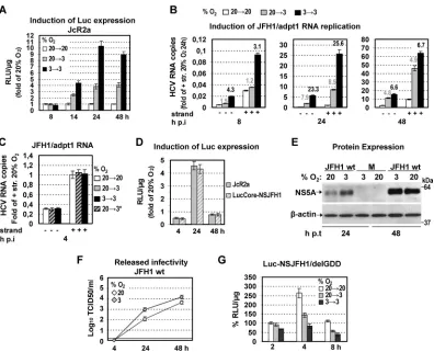 FIG 3 Three percent oxygen positively regulates the HCV genome replication. (A and B) Enhanced HCV RNA replication in Huh7.5 cells infected (1relative light units (RLU) peras described above) are expressed relative to the positive-strand RNA obtained at 20