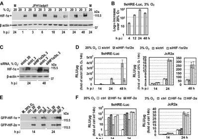 FIG 4 Hypoxia-mediated enhancement of HCV replication is not facilitated by HIF-19xHRE-Luc construct (0.05protein