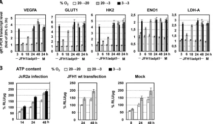 FIG 5 Early induced reprogramming of cellular energetics by hypoxia. (A) Upregulation of VEGFA and GLUT1, HK2, ENO1, and LDH-A genes in JFH1/adpt1-infected Huh7.5 cells that were cultured at 20¡3 or 3¡3% O2 relative to 20¡20% O2