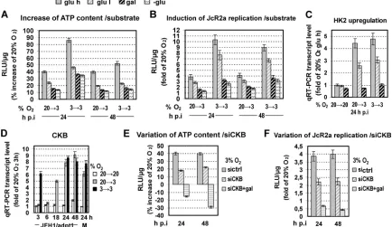 FIG 7 Three percent oxygen enhances HCV replication in Huh7.5values obtained with cells cultured at 20low oxygen on Jc1 RNA replication as determined by quantiﬁcation of intracellular positive-strand RNA copies