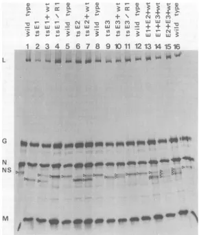 FIG. 2.gradient[35S]methionine.E,tracks,arevirions and Virionpolypeptides ofthe ts mutants ofcomplementation group E