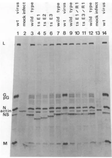 Figure 5polypeptidesated shows that only NS was phosphoryl- (tracks 1, 2, 8, 12, and 16)
