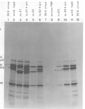 FIG. 4.polypeptidesmutants.thecontainedcontained(35S Polypeptides synthesized in vitro using RNA produced in vitro by TNP complexes of the group E Thepreparation of the TNP complexes and the in vitro RNA andprotein syntheses are described in text