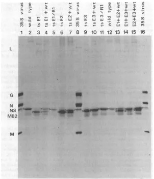 FIG. 5.theelectrophoresistypemoreprotein Phosphoprotein composition of complementation group E mutants